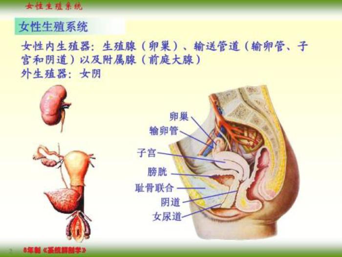 内生殖器由生殖腺(卵巢,输卵管道(输卵管,子宫,阴道)和附属腺(前庭大