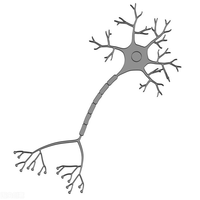 神经系统画图图片