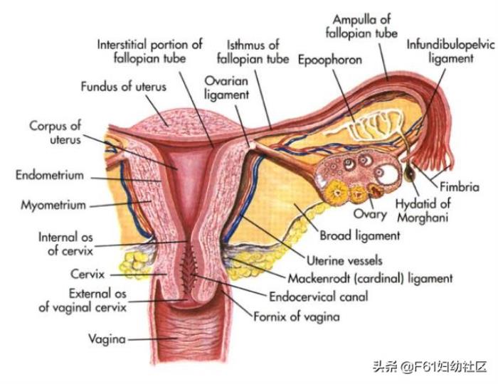 女性生殖器官图女性生殖器官结构解剖