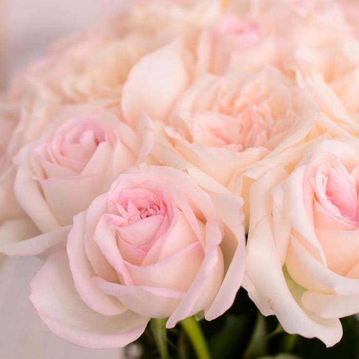 象征爱情的花代表爱情的花不光只有红玫瑰