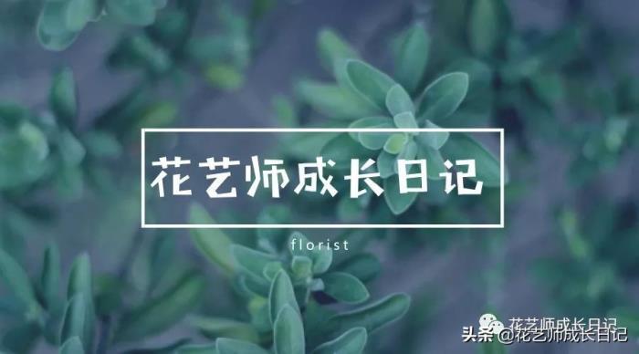 粉色玫瑰的花语（10款粉色玫瑰品种介绍）