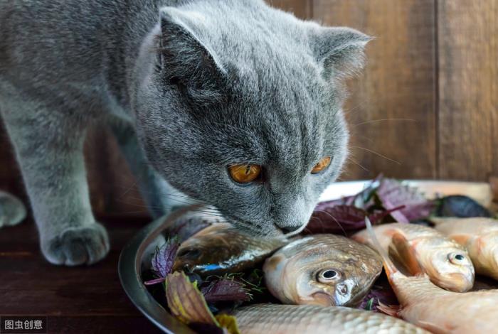 小猫爱养鱼图片