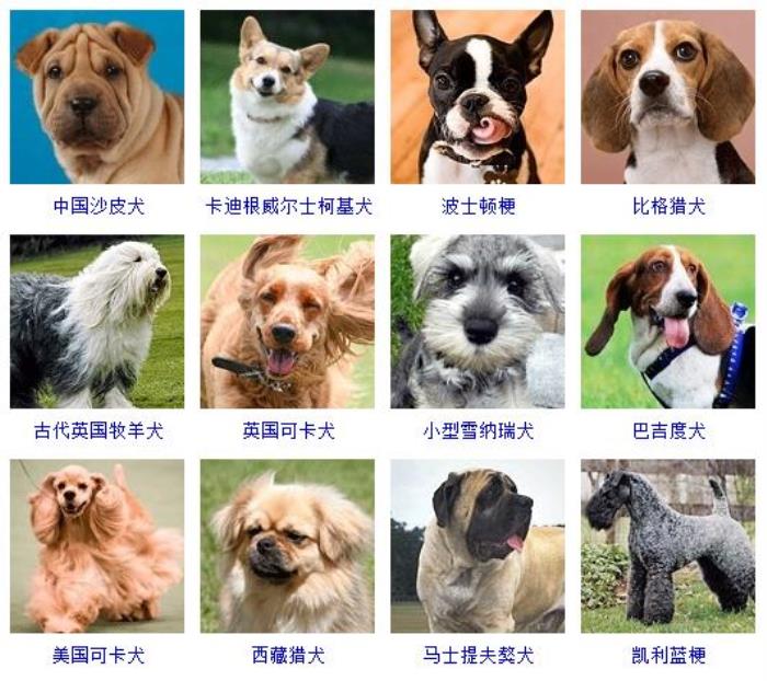 小型宠物狗品种名称图片