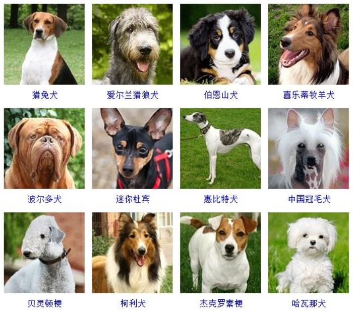 宠物狗的种类178个宠物狗品种图片大全