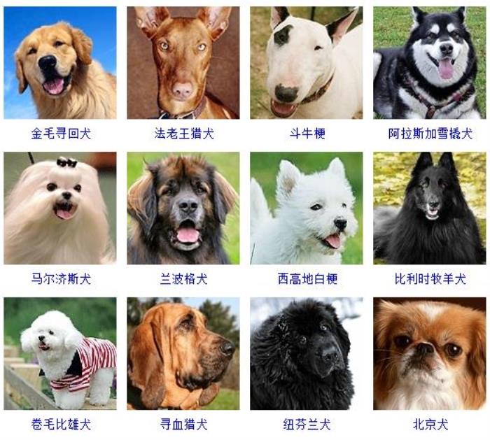 狗图片品种名字图片