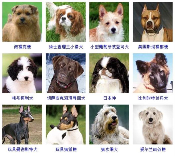 狗品种大全及图片名字图片