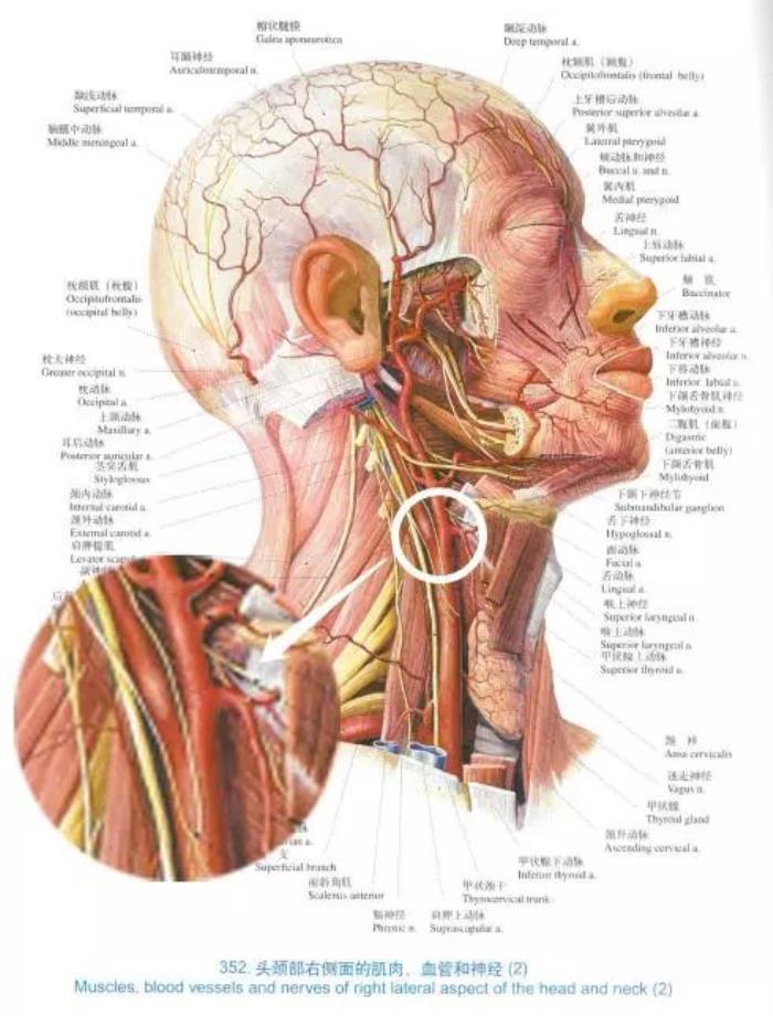 大人颈部静脉窦图片图片
