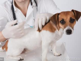 得了狂犬病有什么症状（狂犬病致死率100%）