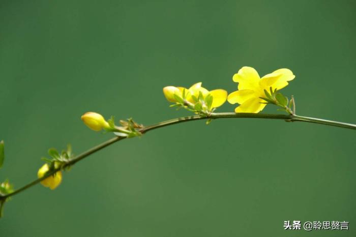 迎春花的诗句最著名的(迎春花诗词精选一十九首)