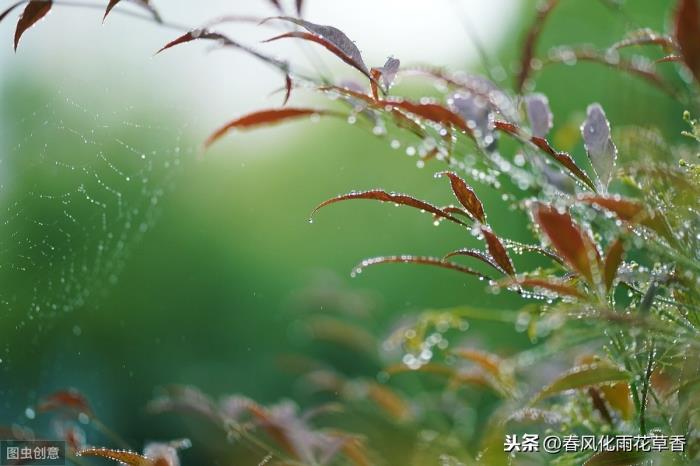 春雨的說說心情短語(收藏有關春雨的好句好段)