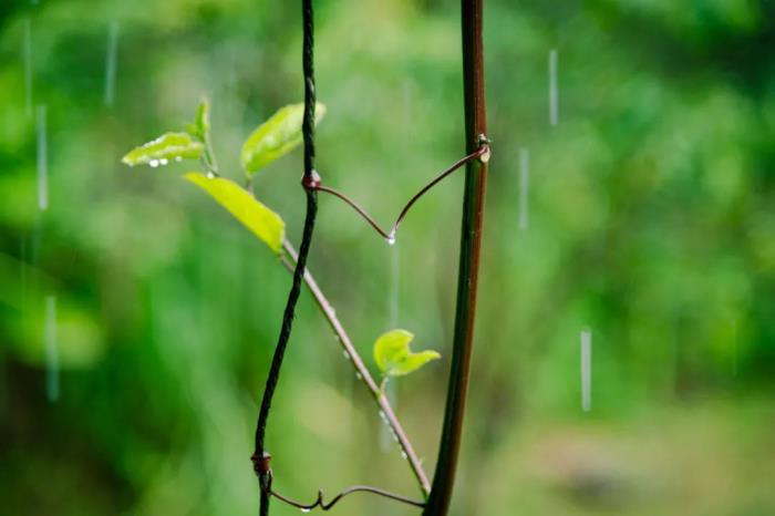 春雨图片8首最美的春雨诗词