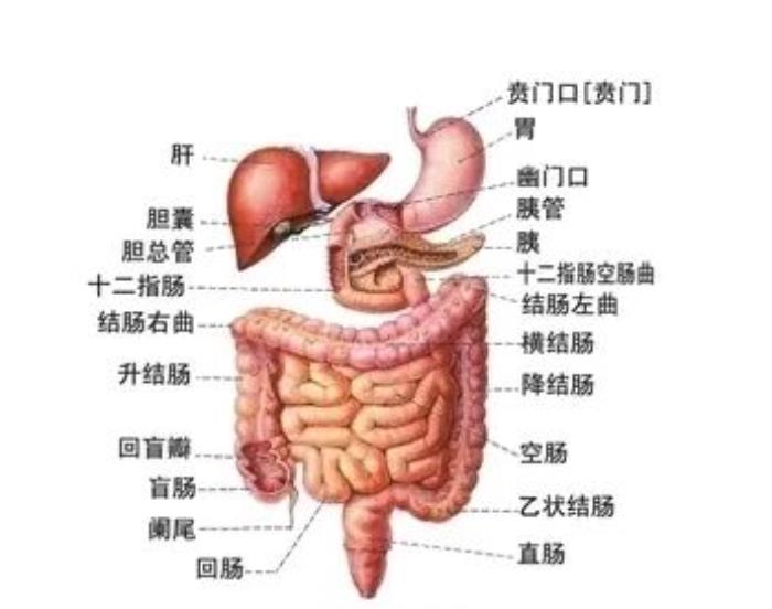 肚脐部解剖结构图图片
