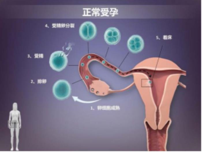 46岁自然受孕几率多大40岁以上自然受孕率为多少