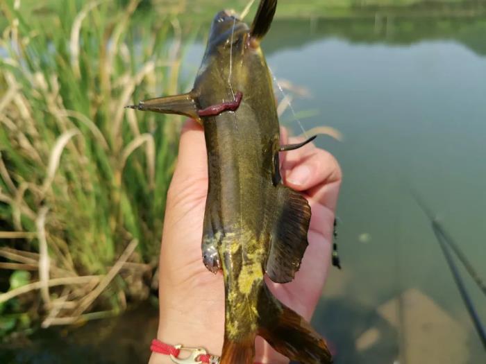 湄公河巨型鲶鱼湄公河巨型昂刺被钓起