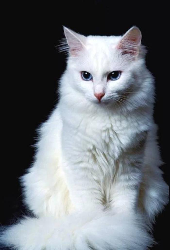 世界十大最美的猫图片
