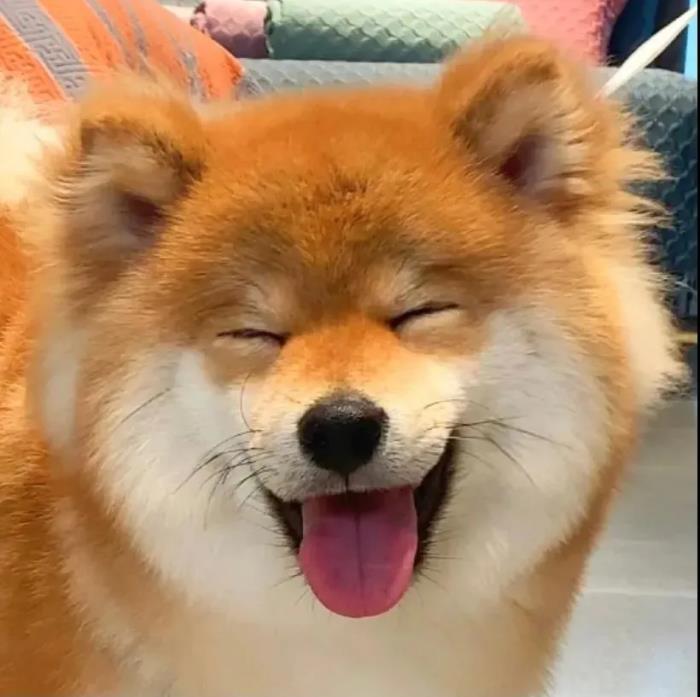 真正的微笑狗图片