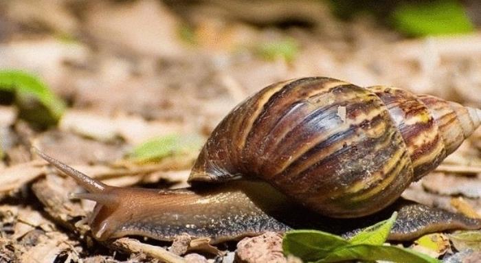 非洲大蜗牛有什么害处?