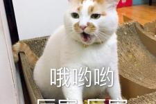 猫叫（猫咪不同的喵叫声）