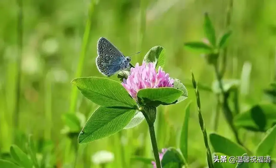 适合所有人的祝福语（送给所有人的一段话(经典)）